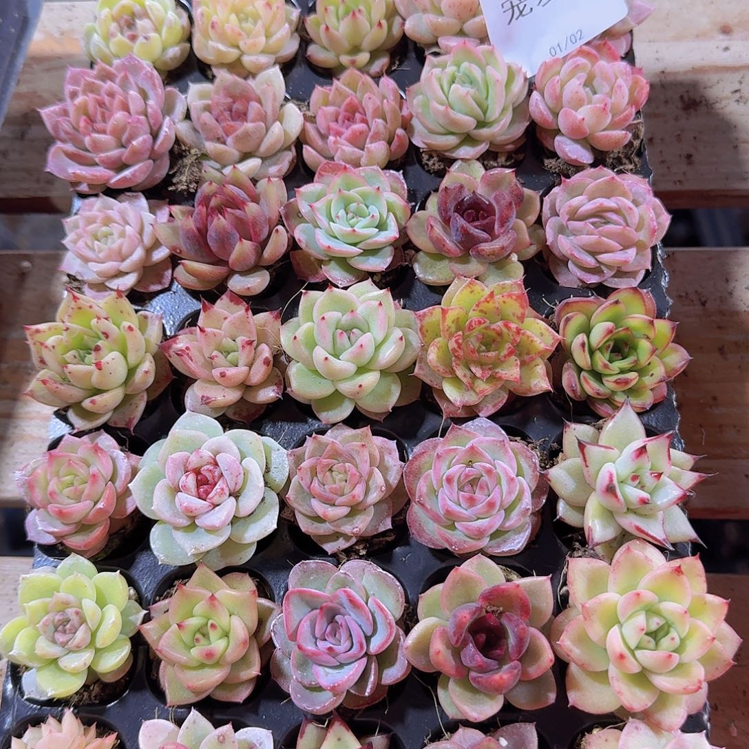 直播福利一物一拍18