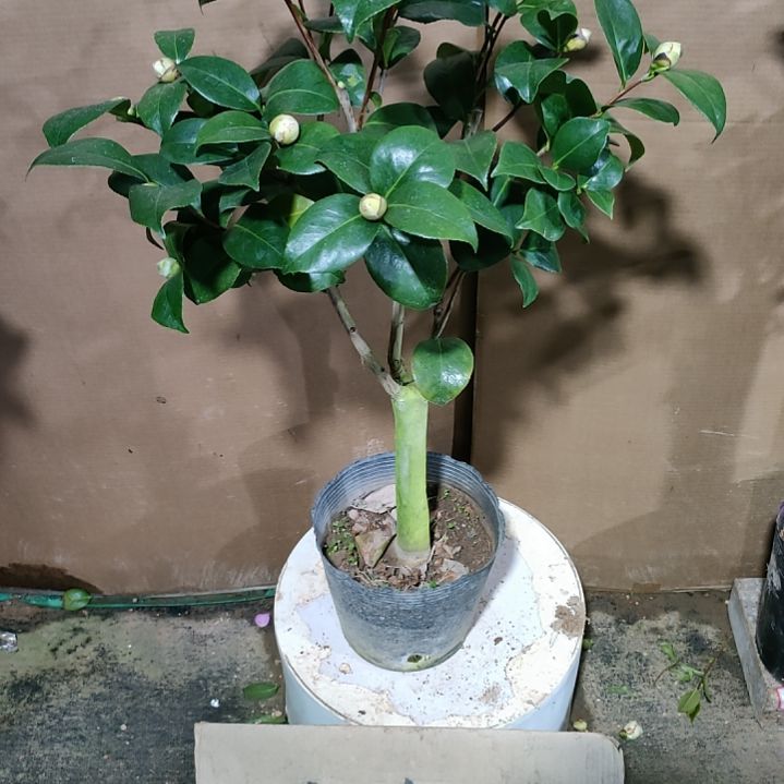 717宽彩带，原盆原土，不包邮