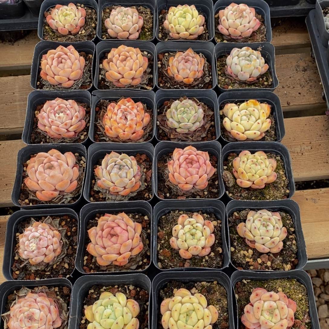 340多肉植物纤维面膜的功效