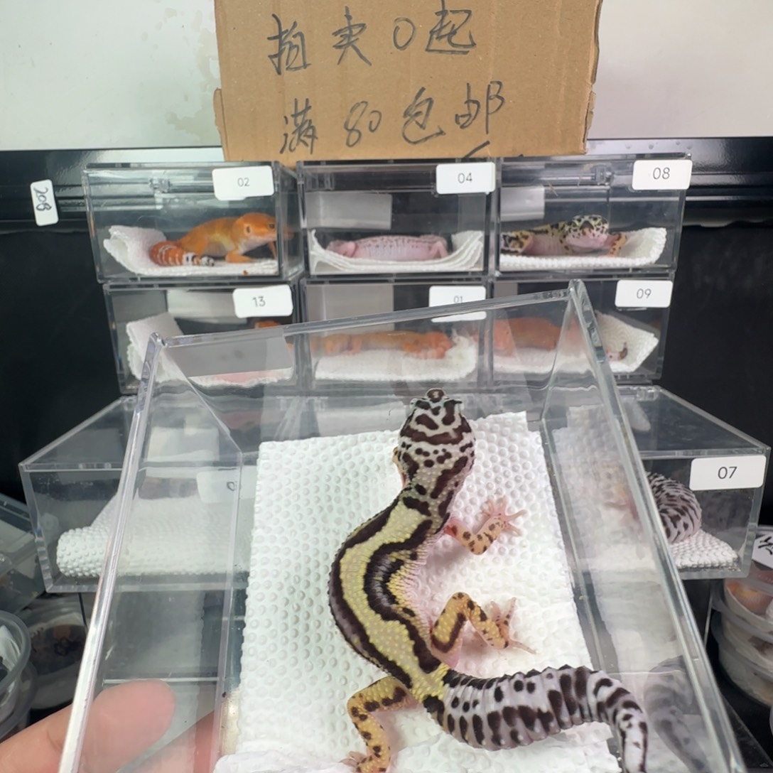 豹纹守宫土匪妹妹