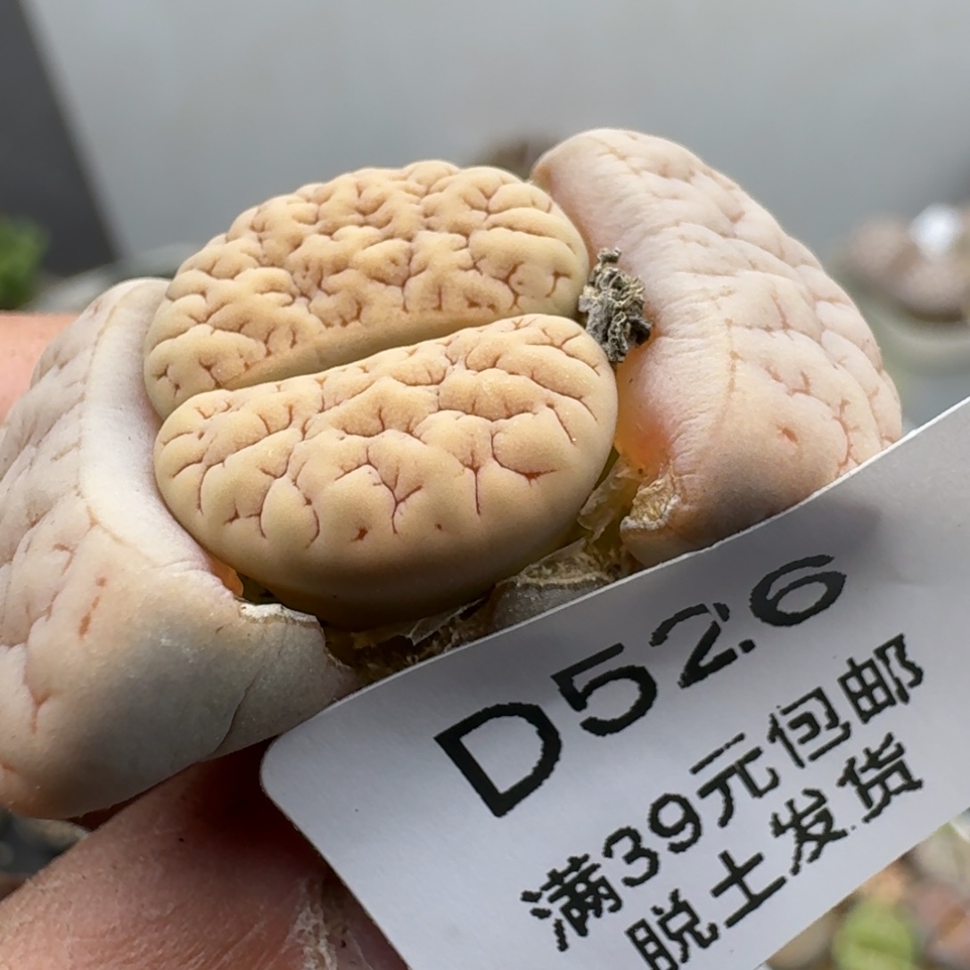 526多肉哈哈哈哈哈哈哈
