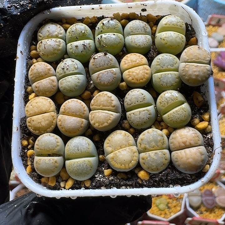 可***王生石花3:：：。    65号