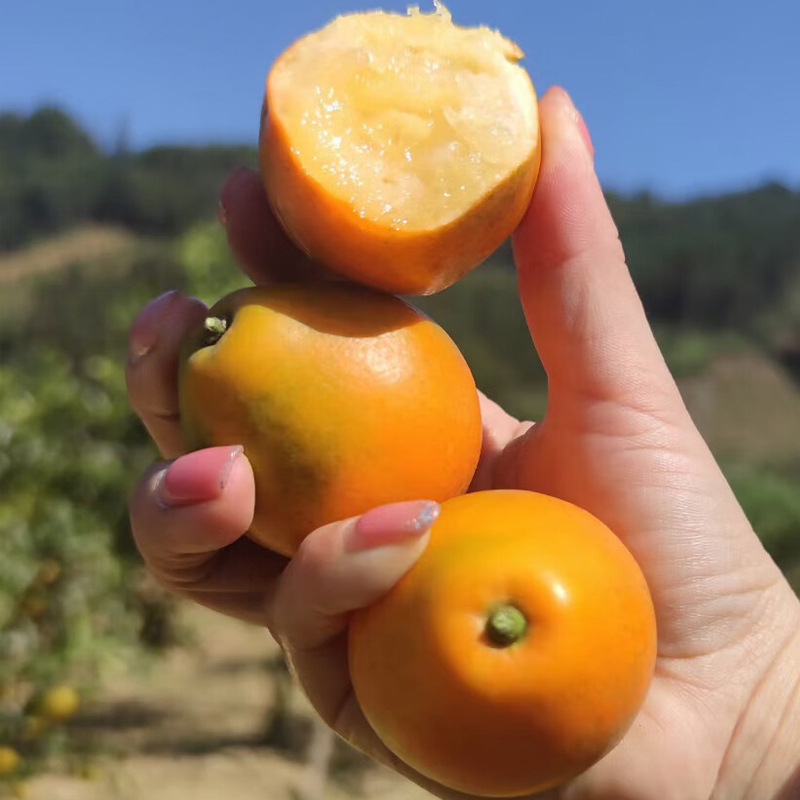 广西融安脆蜜金柑当季新鲜水果纯甜多汁，第三代脆蜜金柑皮薄肉厚