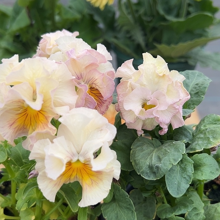 红陶抖音直播闪拍10