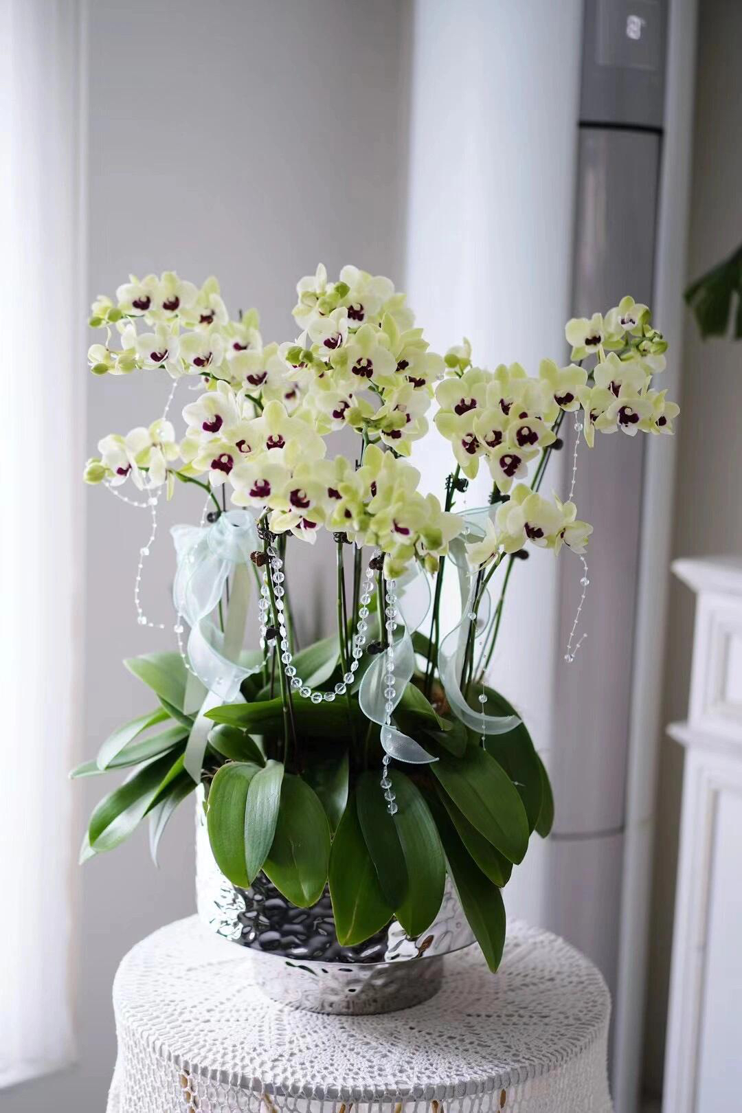 2个花剑【奶油巧克力 】蝴蝶兰花期久数量稀少