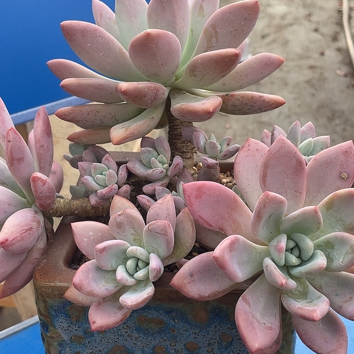 南***凉多肉植物肉肉肉肉植物