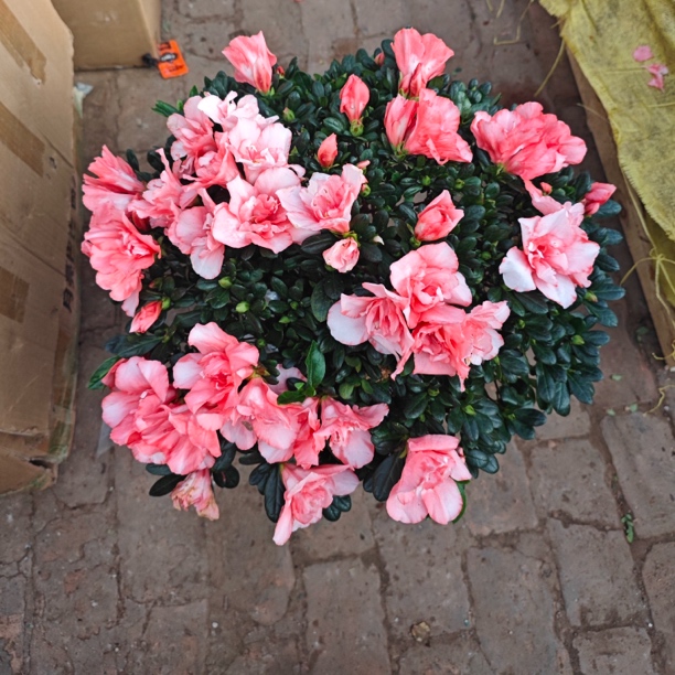 樱桃红杜鹃开花植物