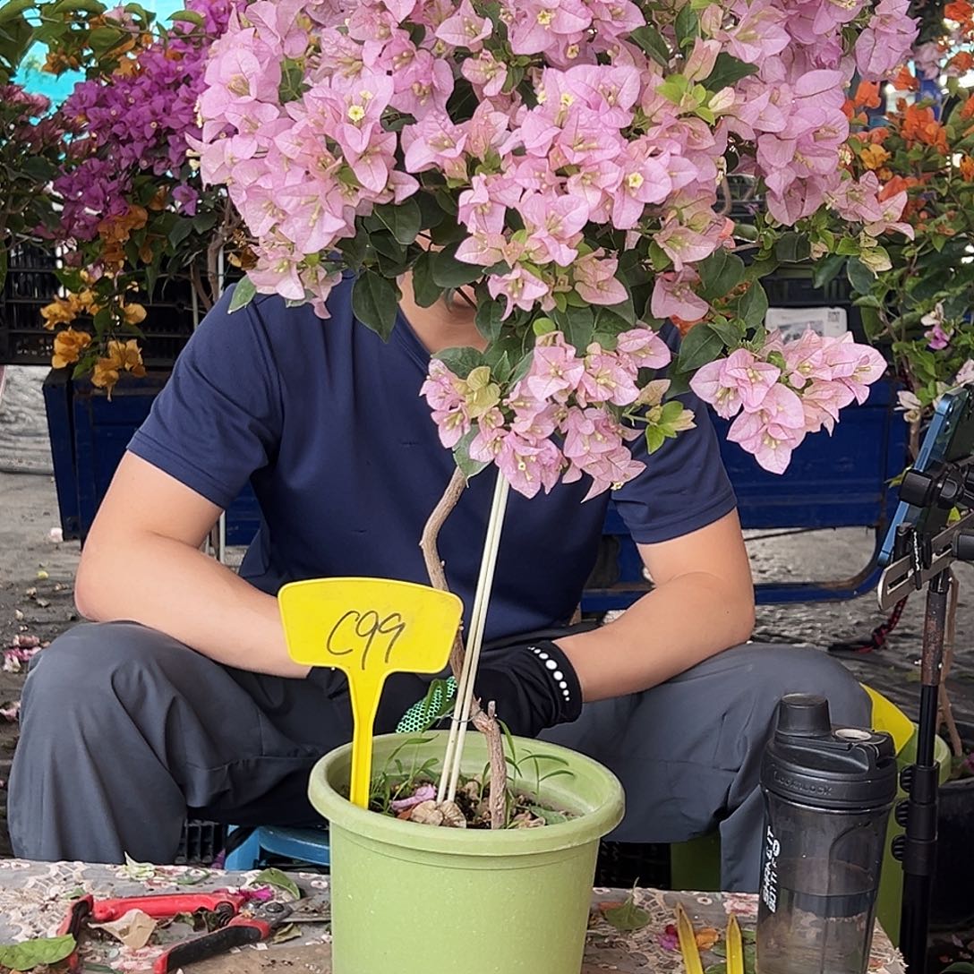 f***大部分花苞少量开放C99丽娜