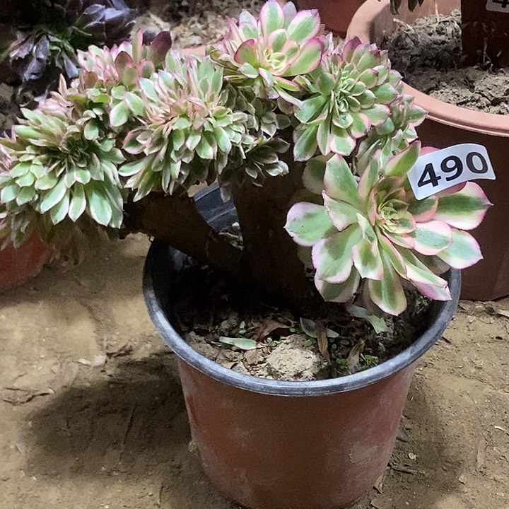 490倾城小板子法师缀