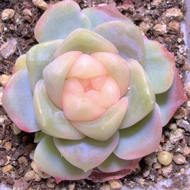 良辰多肉植物单头