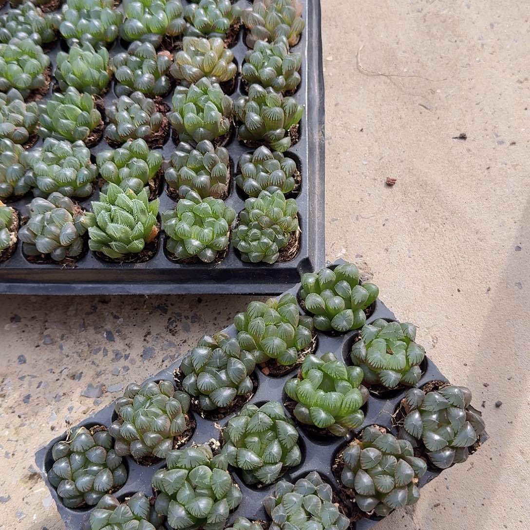 105孔玉露15颗带血盘量拍