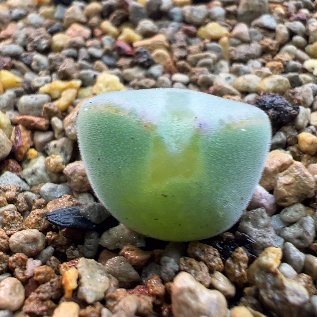 147多肉单头优选猫耳空蝉缀化一棵特