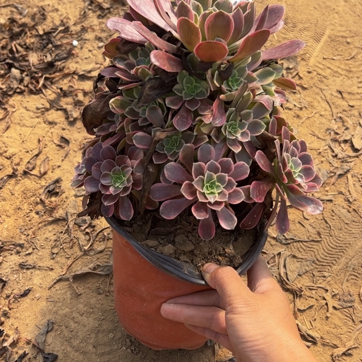 金丝却多肉植物047.