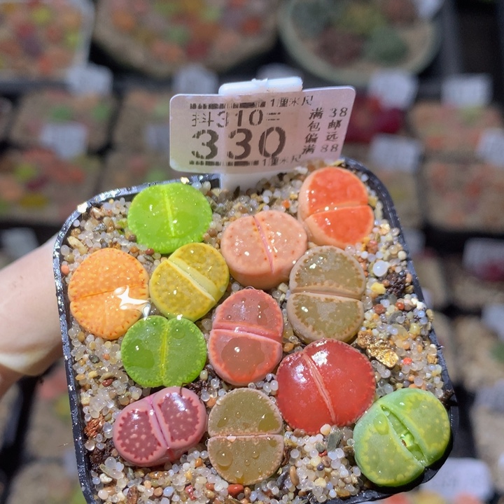 精品生石花310.330