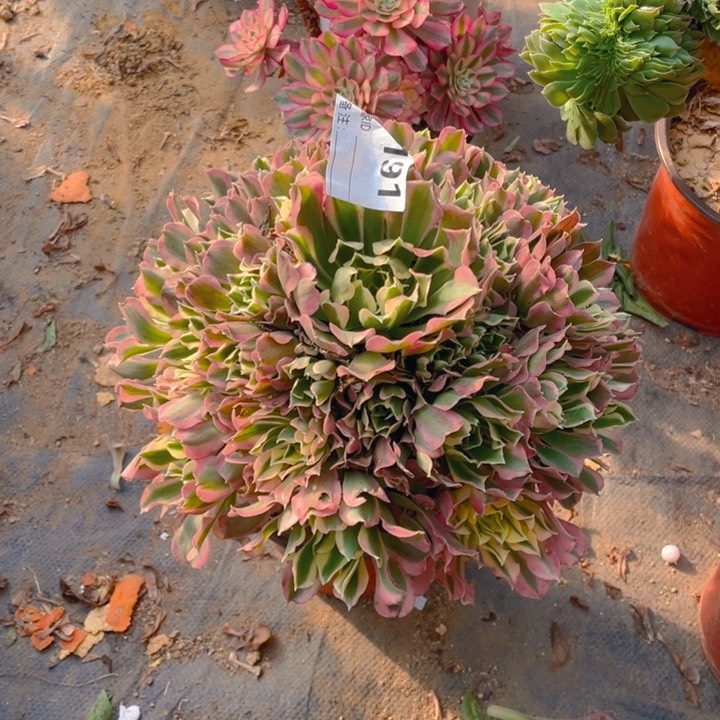 多肉白凤法师191