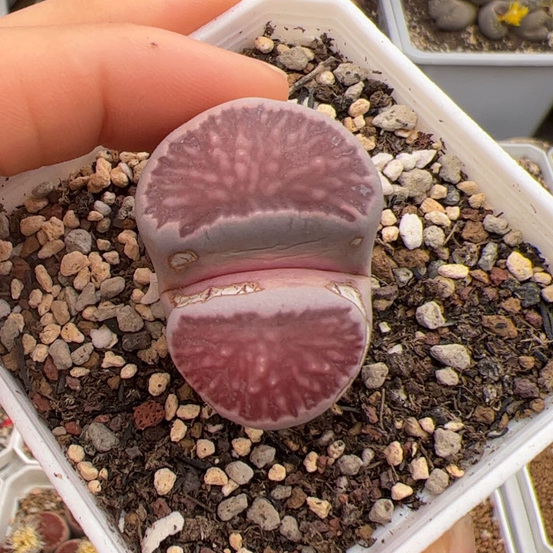 紫菊 多肉植物多肉植物