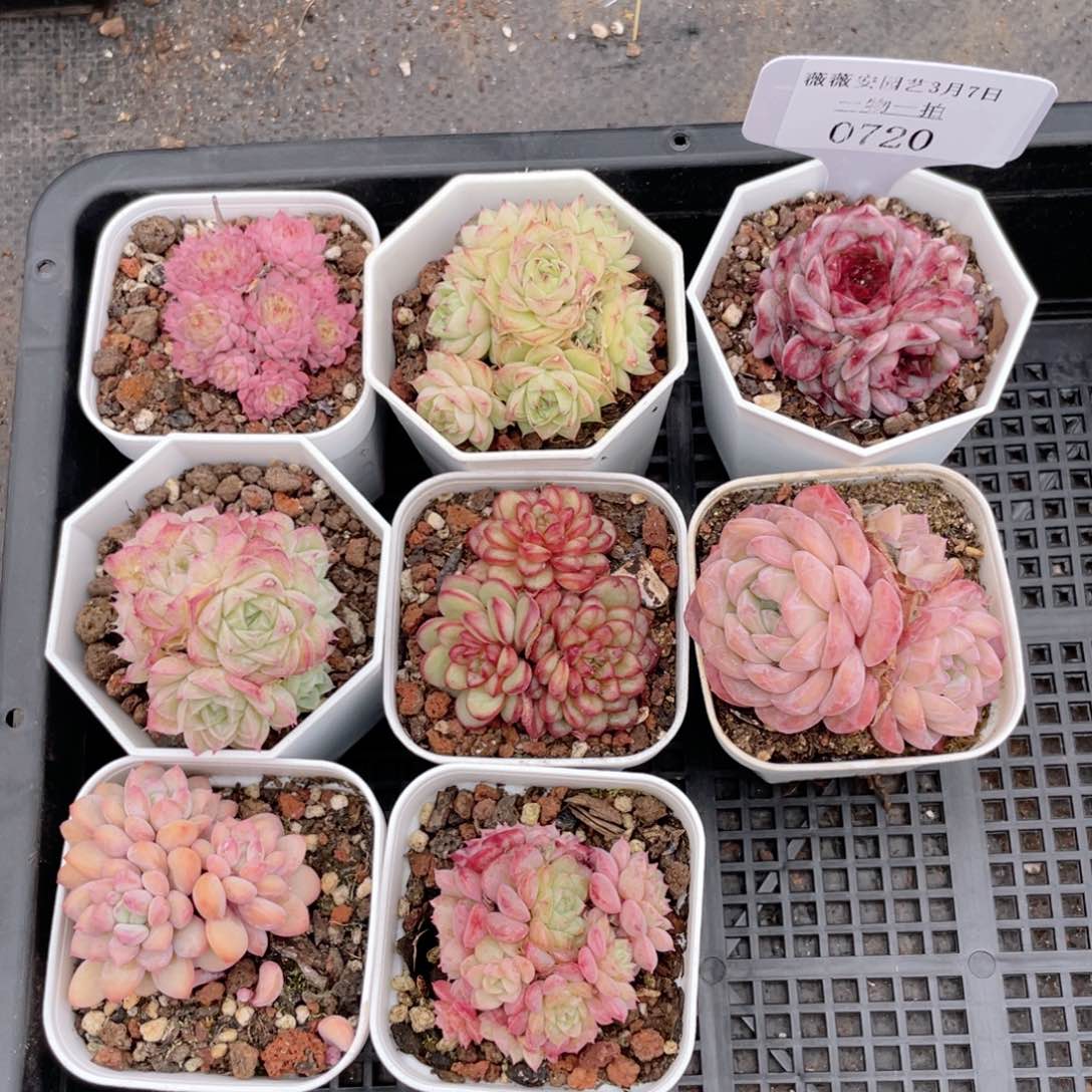 薇薇安园艺多肉0720