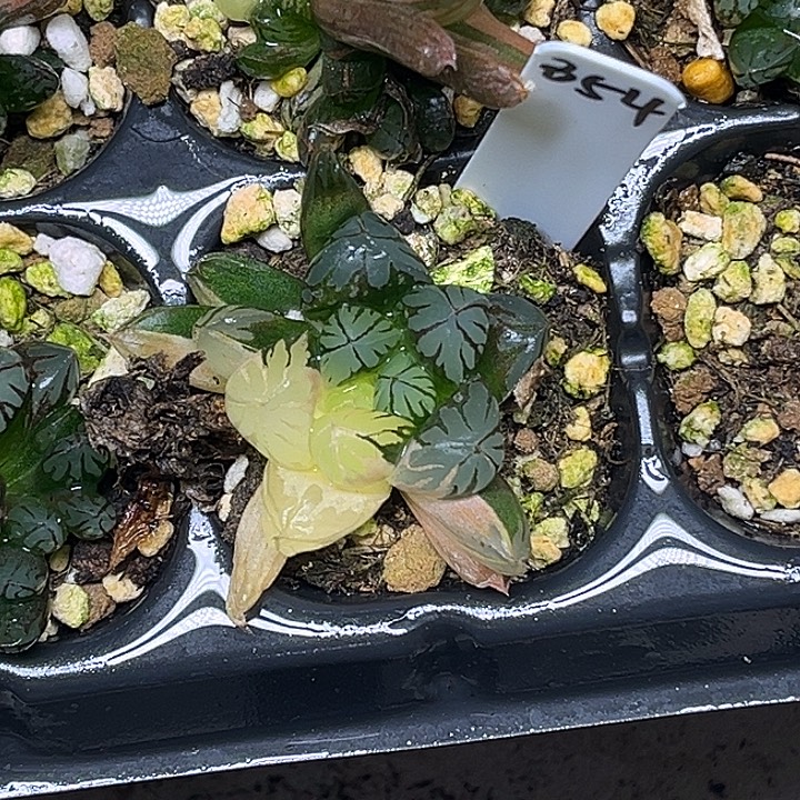 354水晶灯玉露锦脱土发货