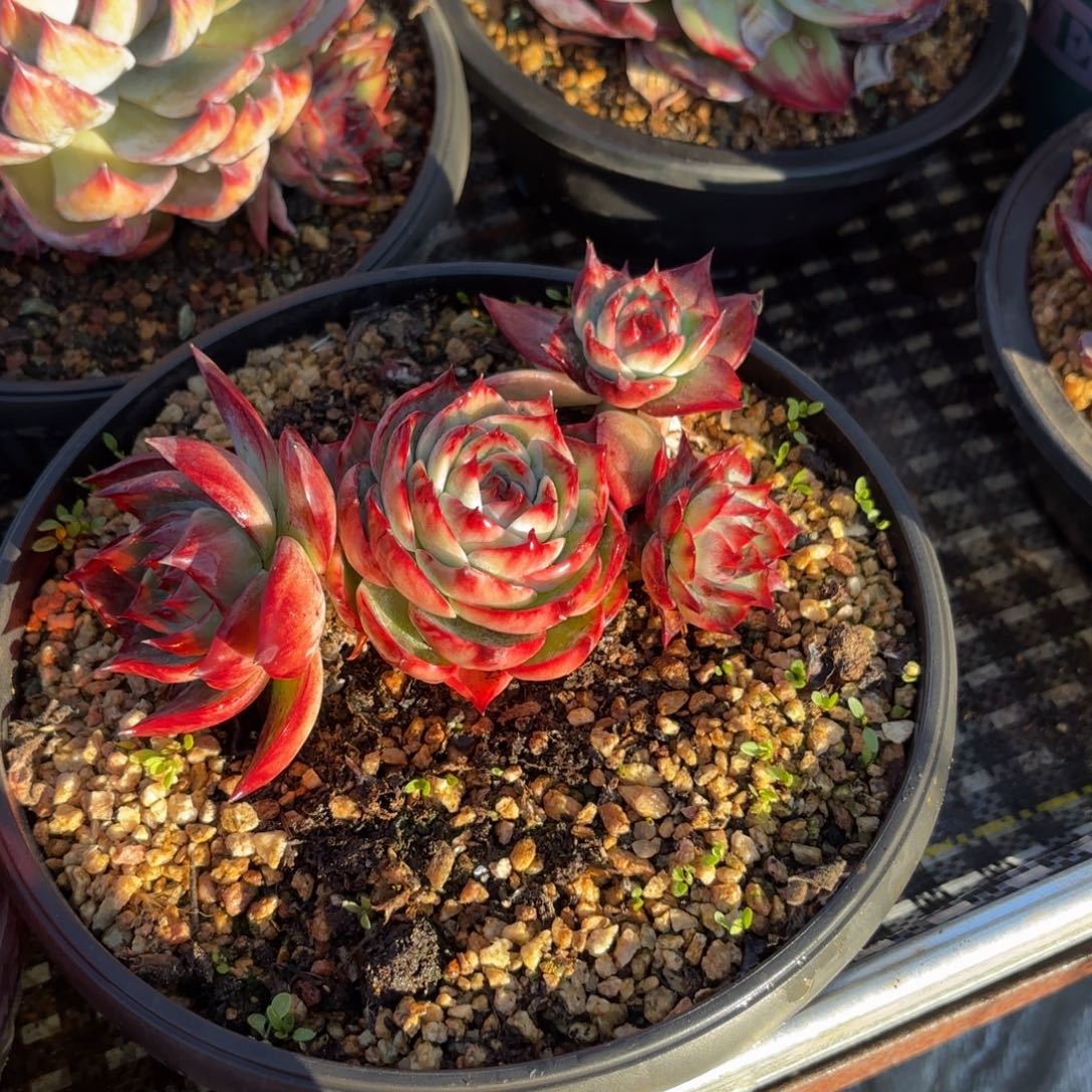 腊***球哈哈哈哈宝贝宝贝宝贝宝贝