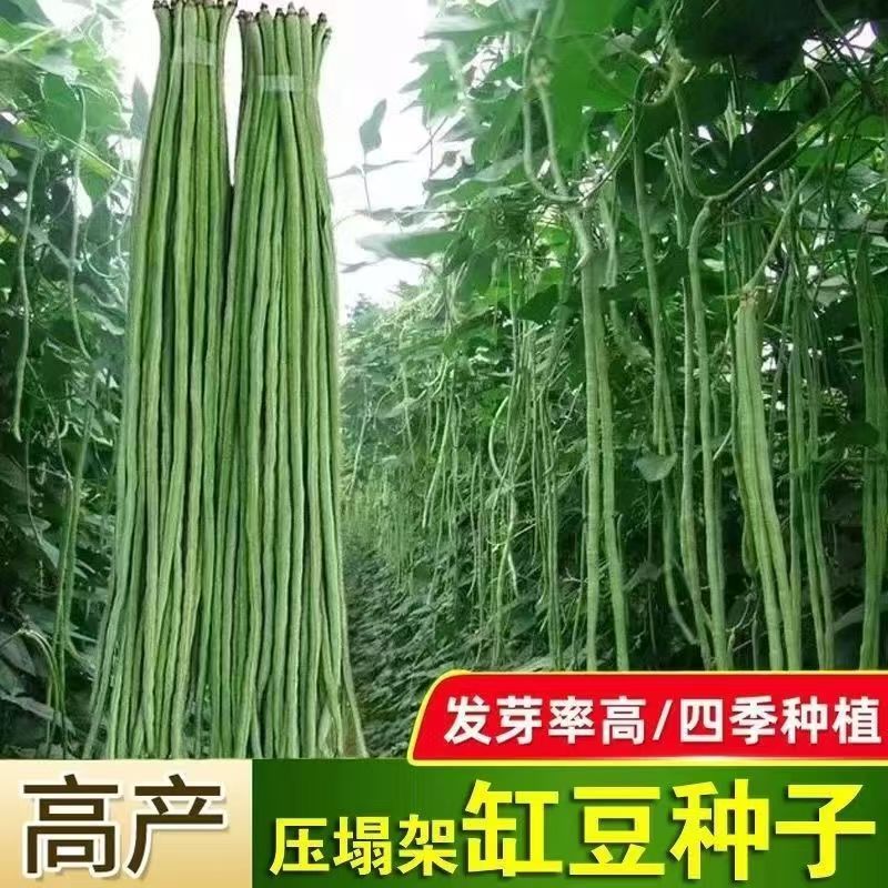 【长豆角种子】摘不败特长豇豆角种子四季高产长豆角绿豇豆角种子