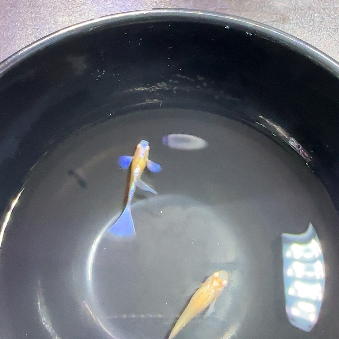 孔雀鱼紫白飞船一对