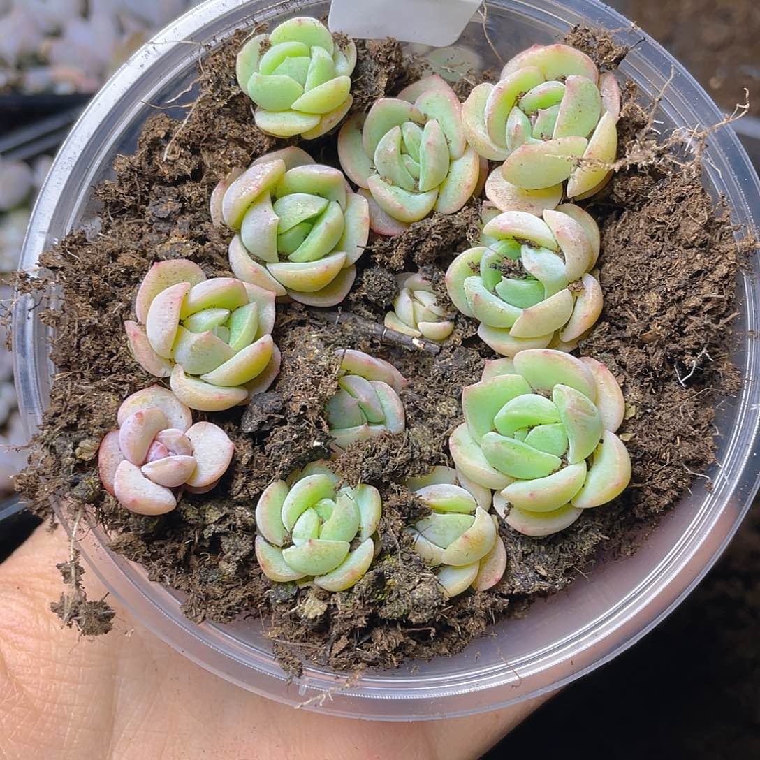 多肉植物多肉植物189