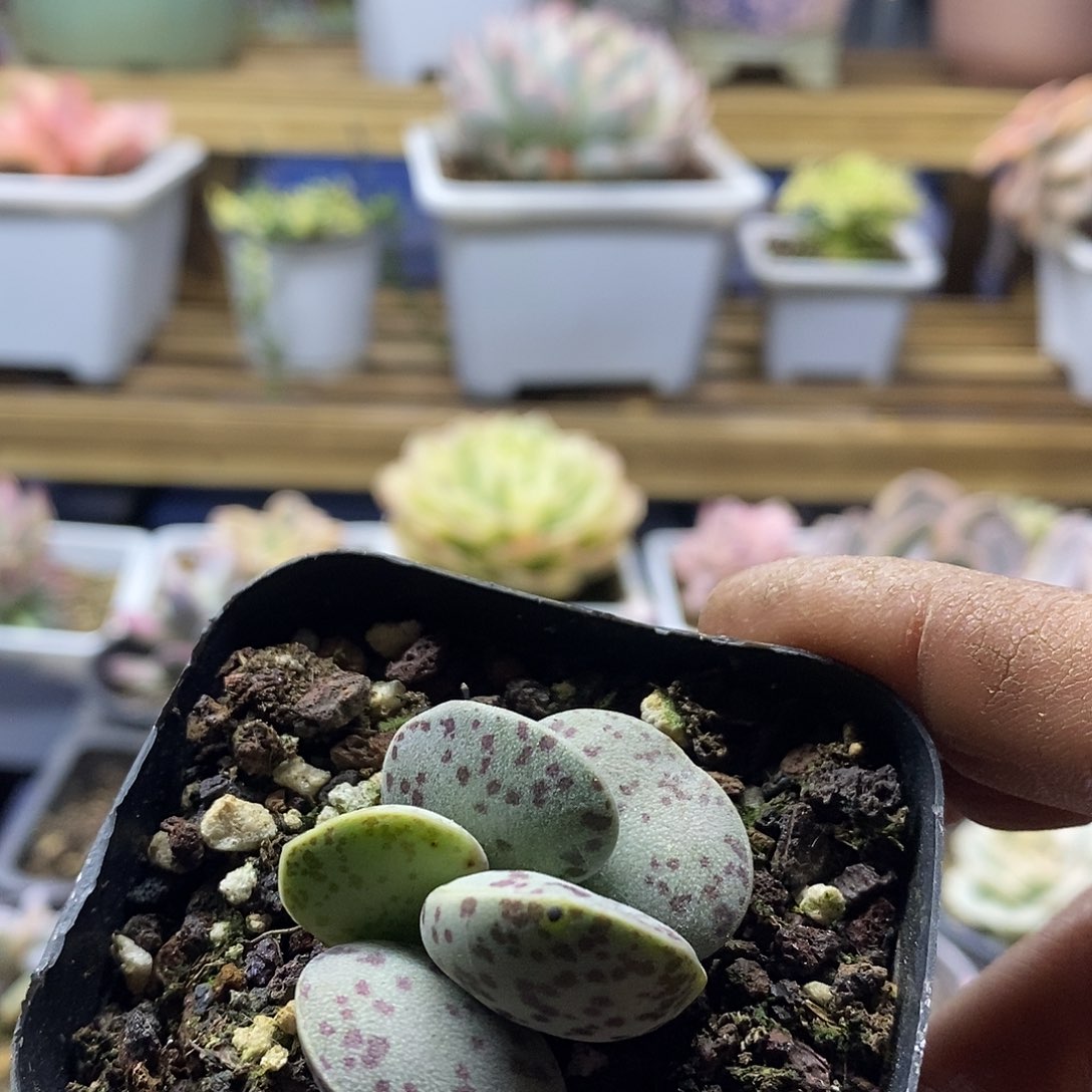 2661 水泡花蛋多肉