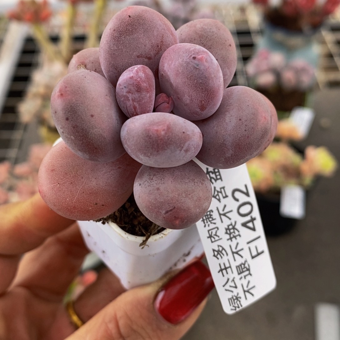 丸叶蛋黄奶402:4c m