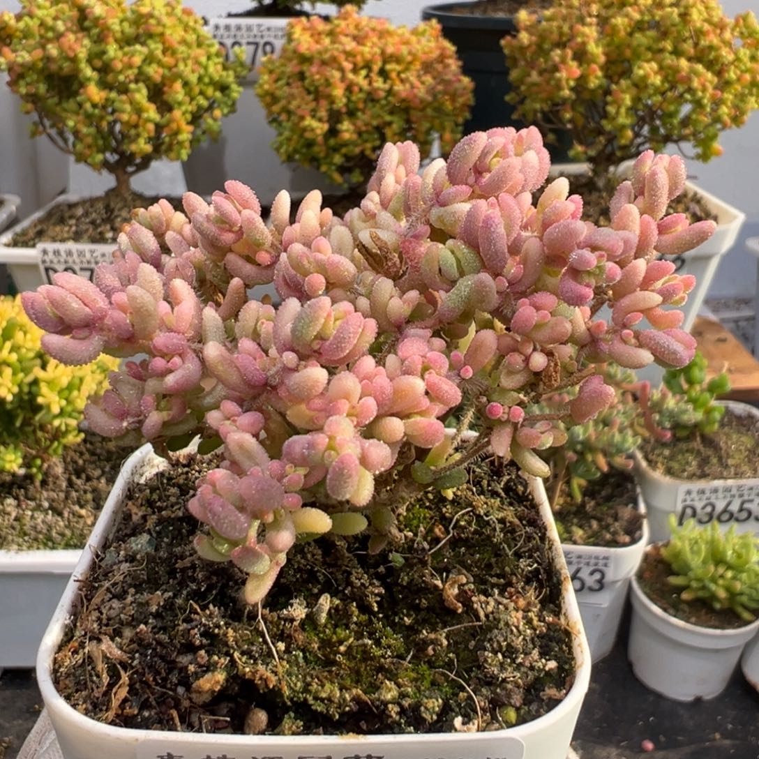 D3806红宝石锦枝干