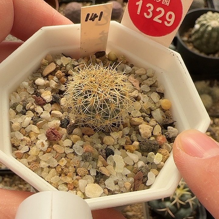 实生顶花凤华玉一颗