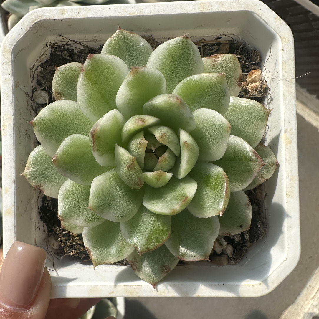 黑水晶锦，多肉植物