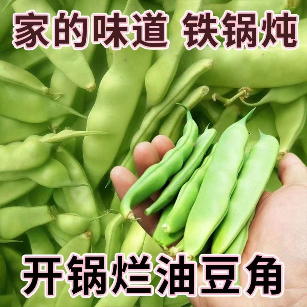 DS东北油豆角新鲜九月青油豆角现摘蔬菜农家直发3/5斤