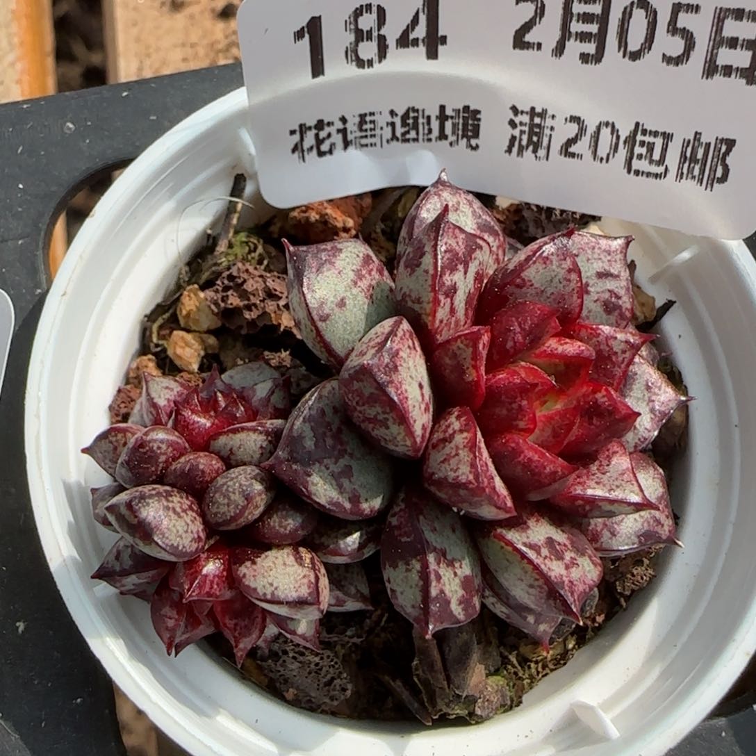 花语逸镜0205-184