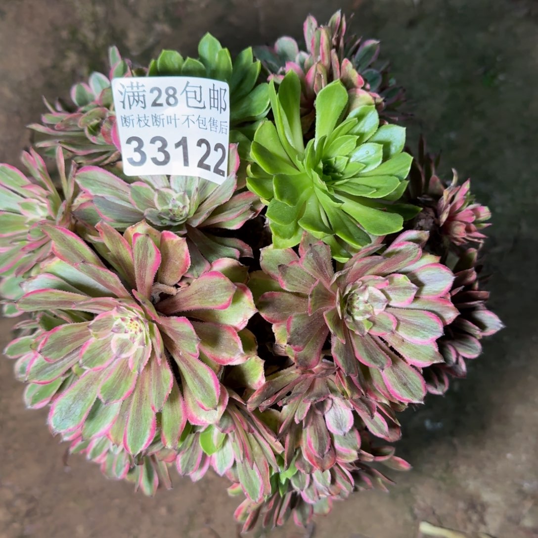 33122粉黛多肉植物
