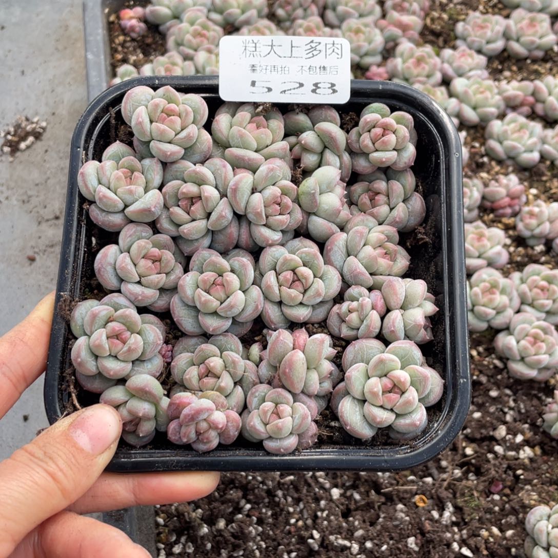 糕大上多肉植物528