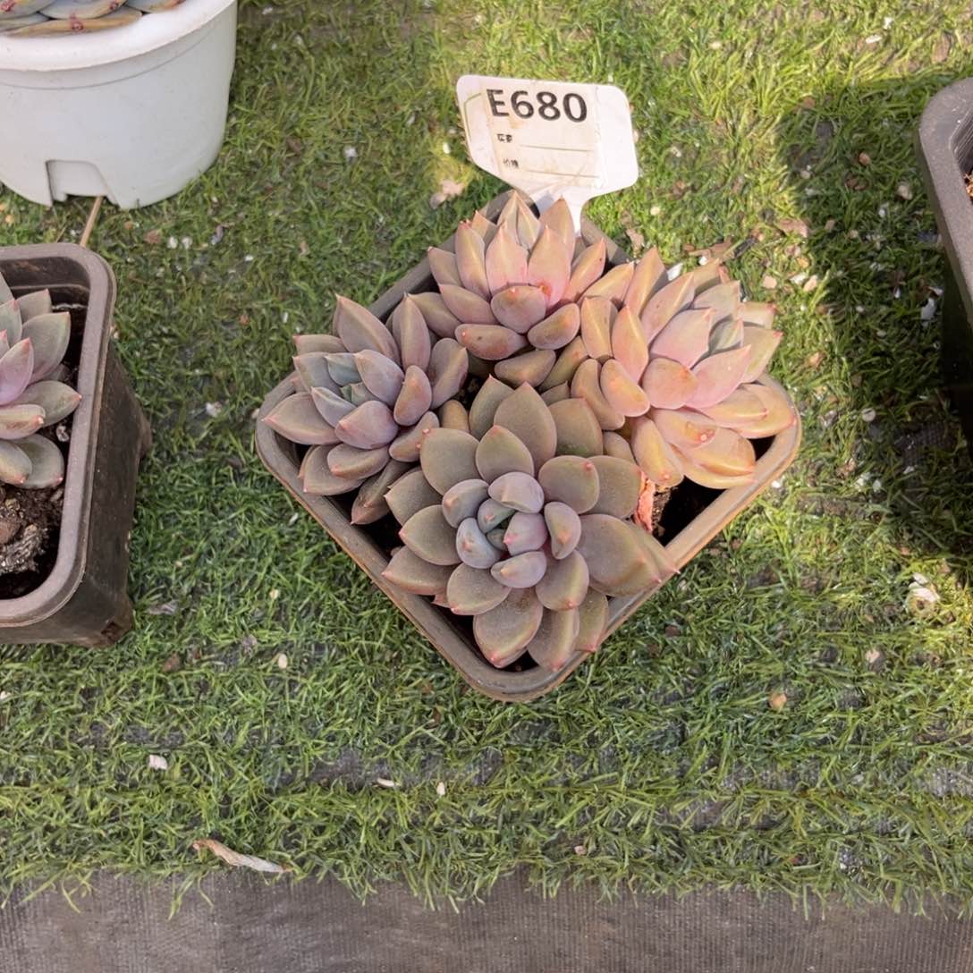 左*红象牙多肉植物680