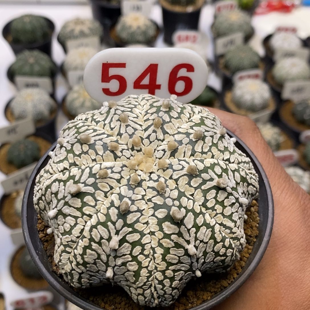 546海星复愣福利特价来了