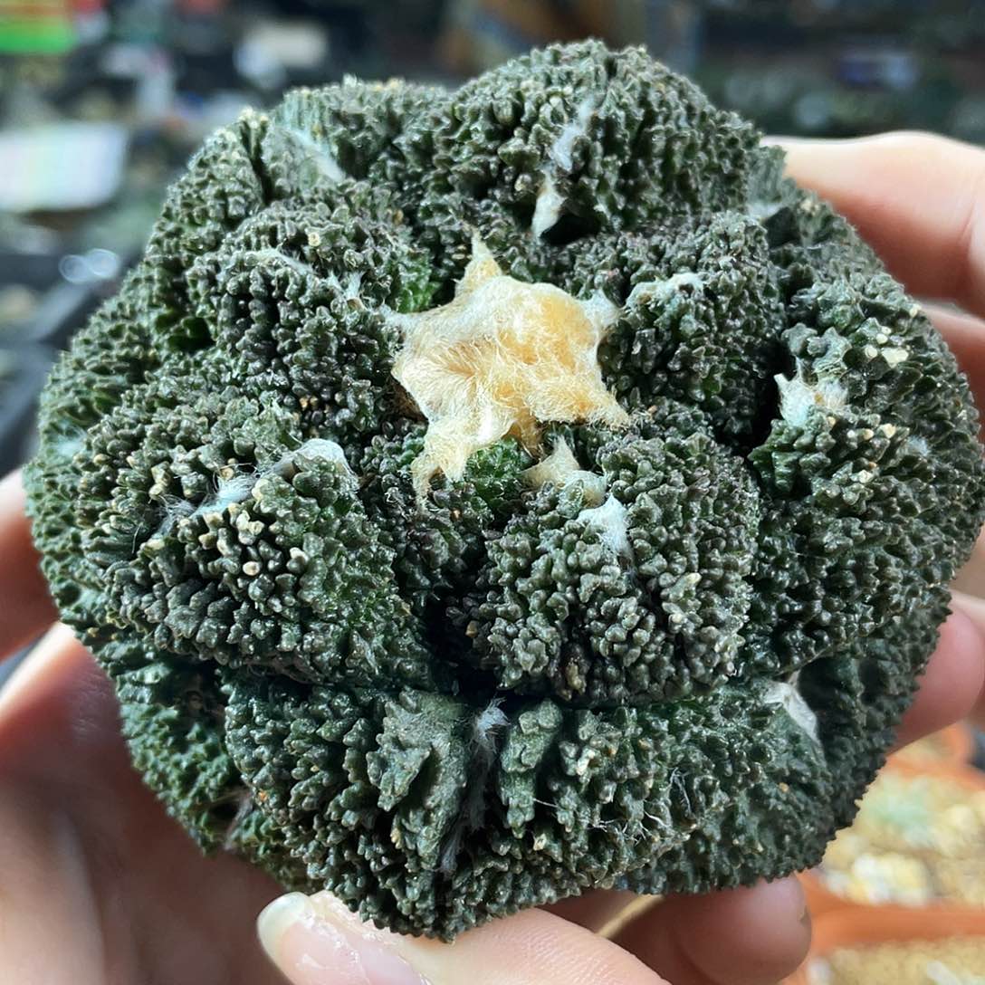 3点8.7cm自根大尤哥斯拉