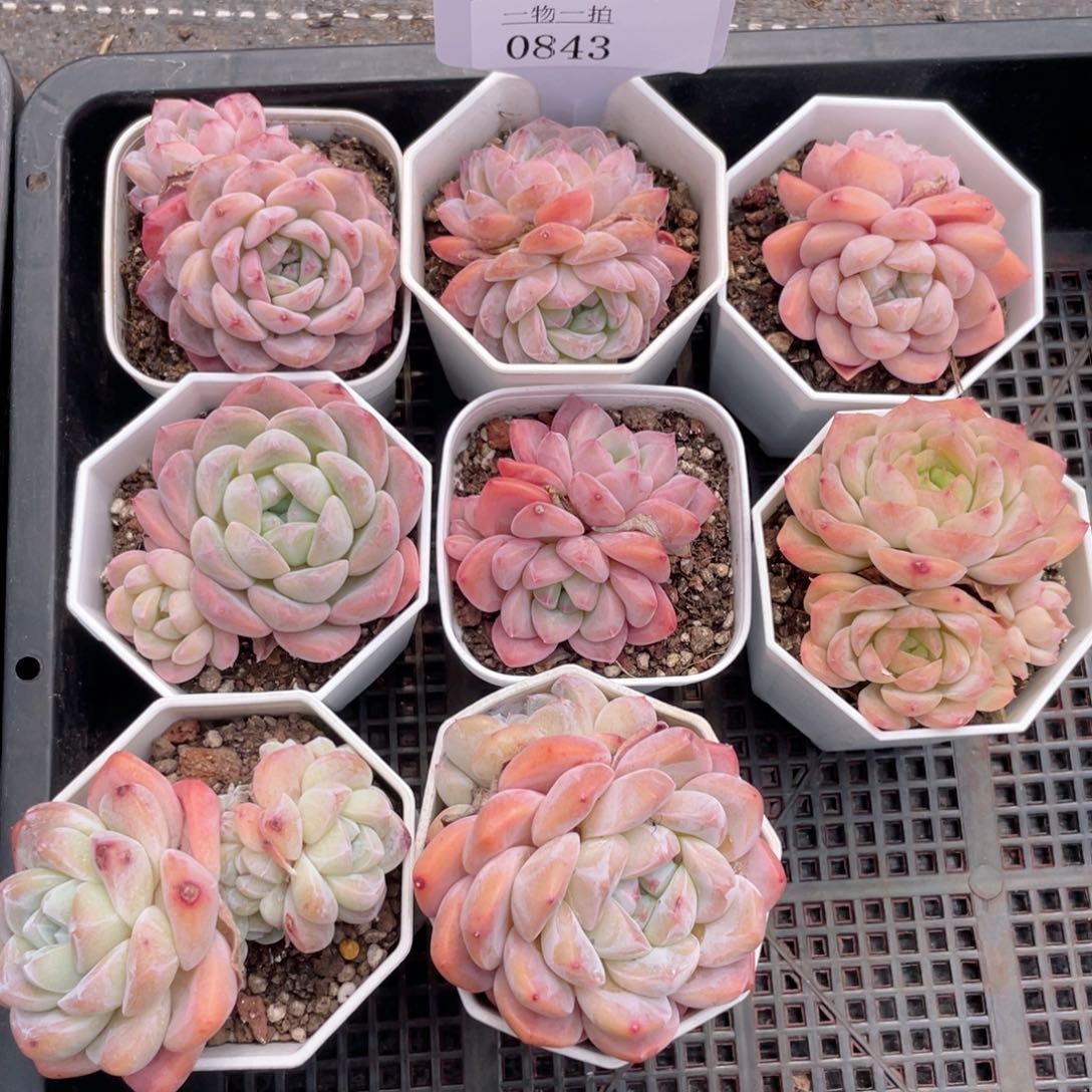 薇薇安园艺多肉0843