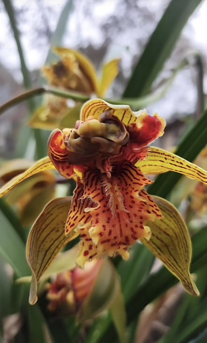 云南虎头兰虎王一物一拍链接