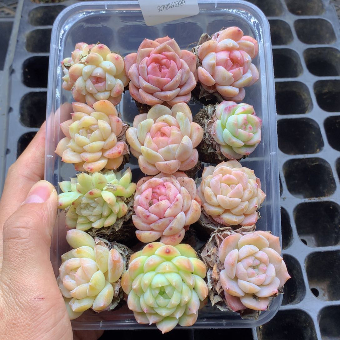 反反复复还是很开心035