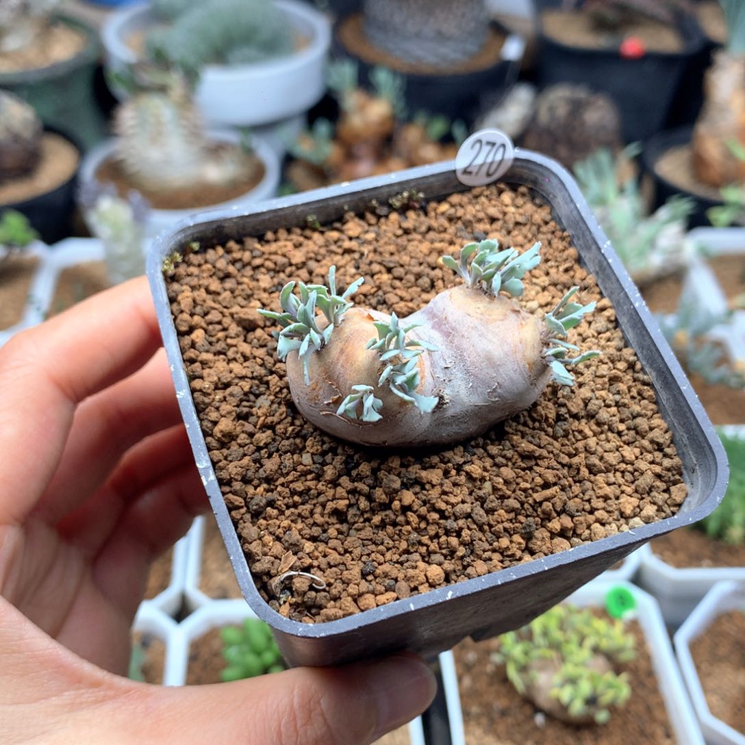 产地格加厚敦菊母本带盆