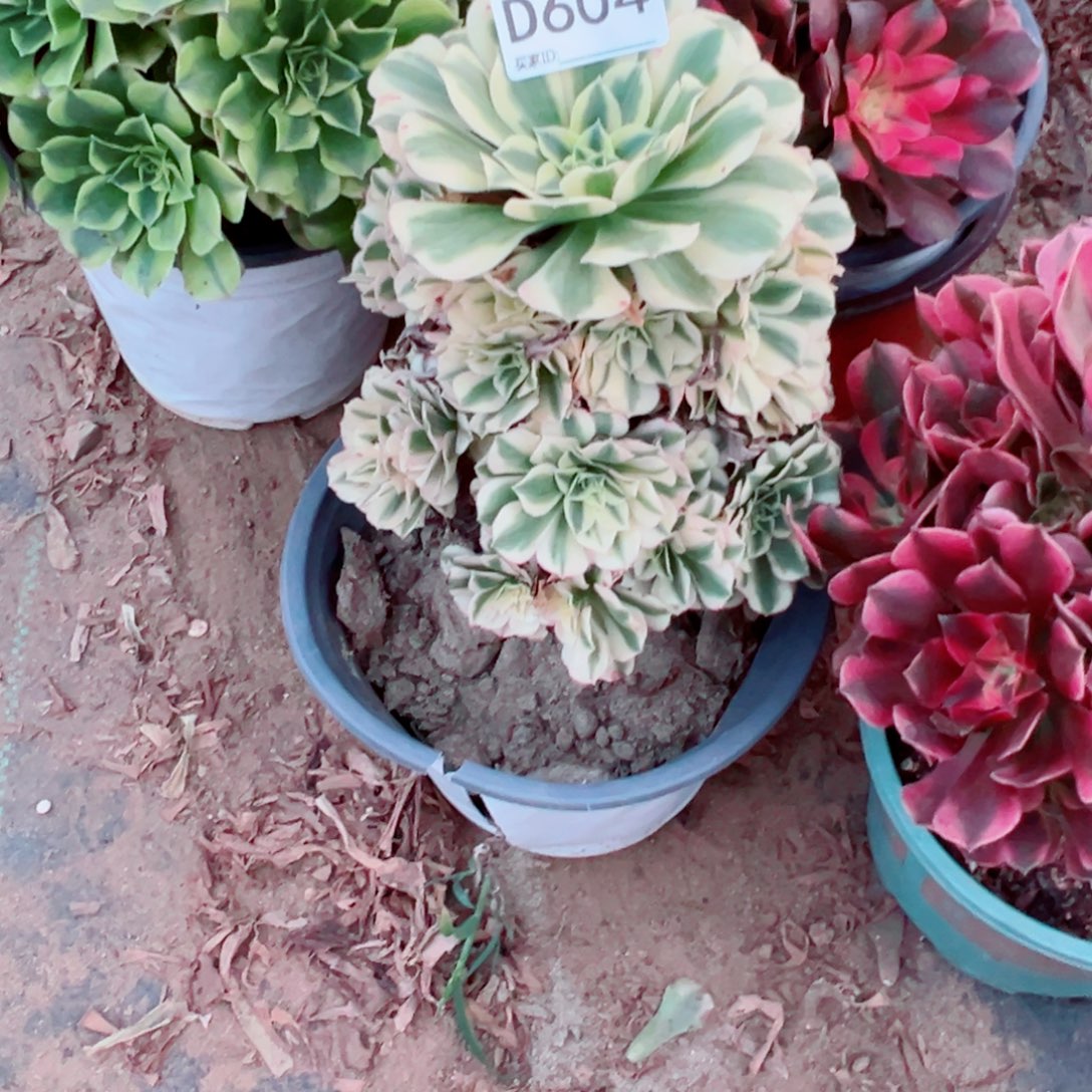 春****604迈巴赫多肉植物法师多肉