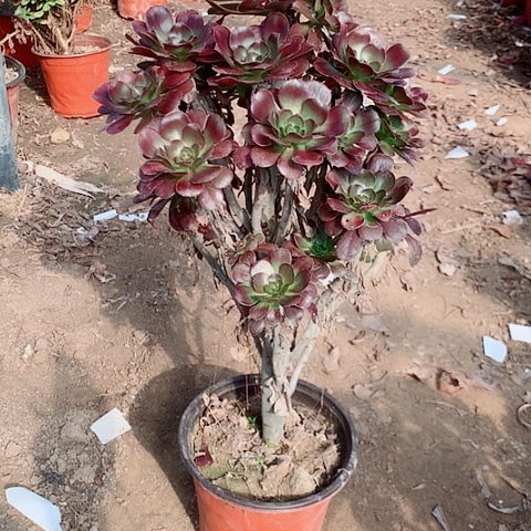 圆叶多肉植物法师31