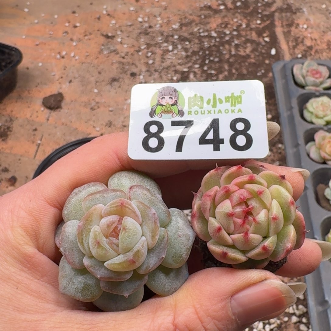 月***凉多肉植物多肉植物