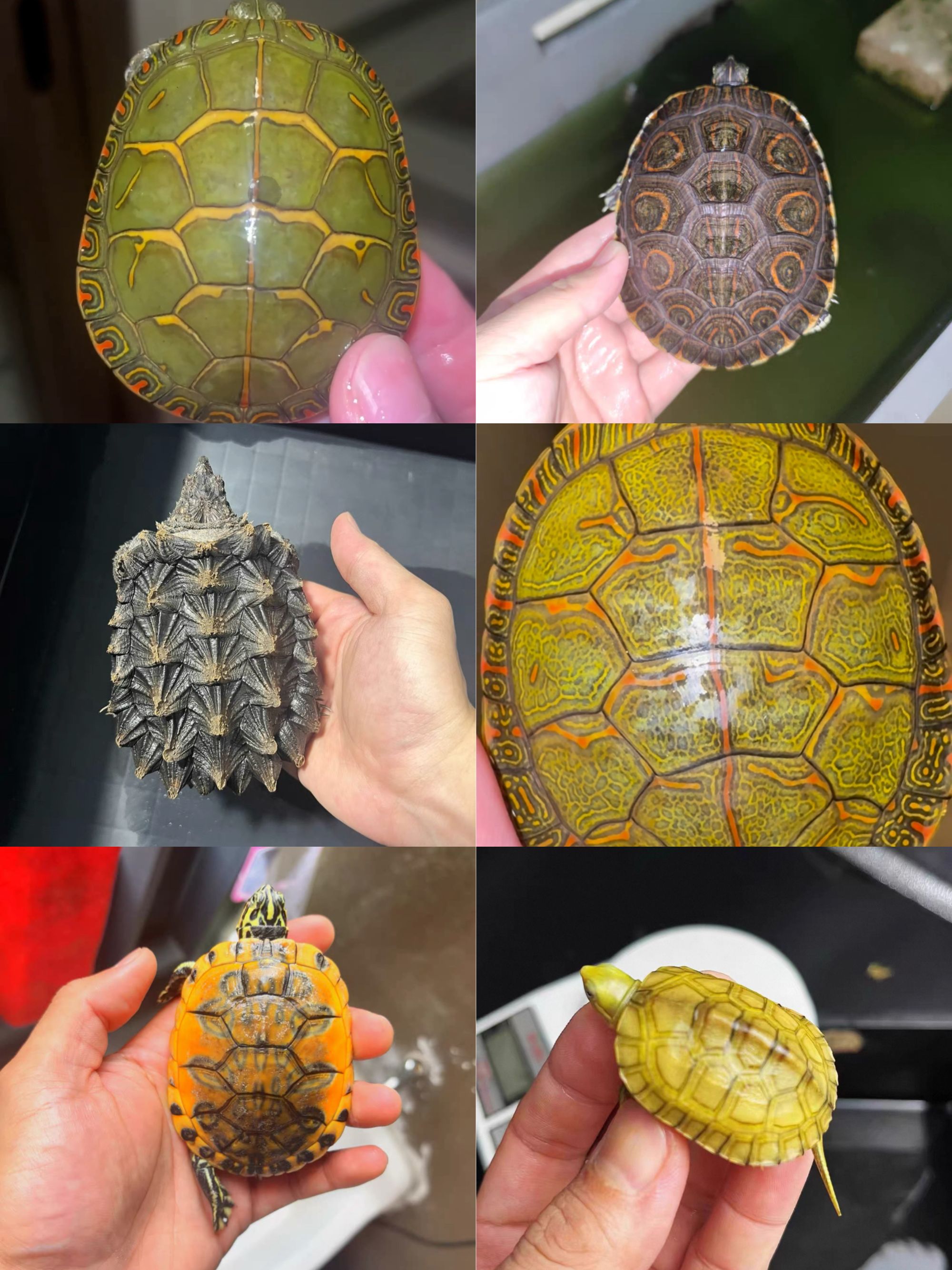 乌龟盲盒随机发货（两只不重复）