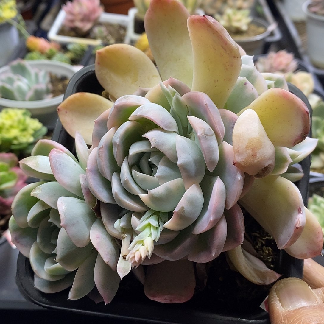 11200月球锦3头多肉