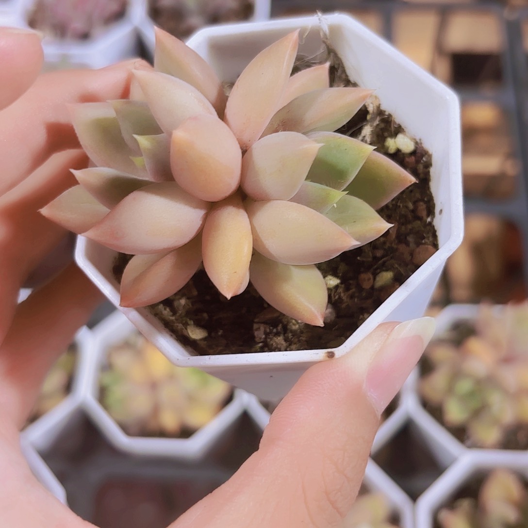 精品老庄红象牙多肉植物