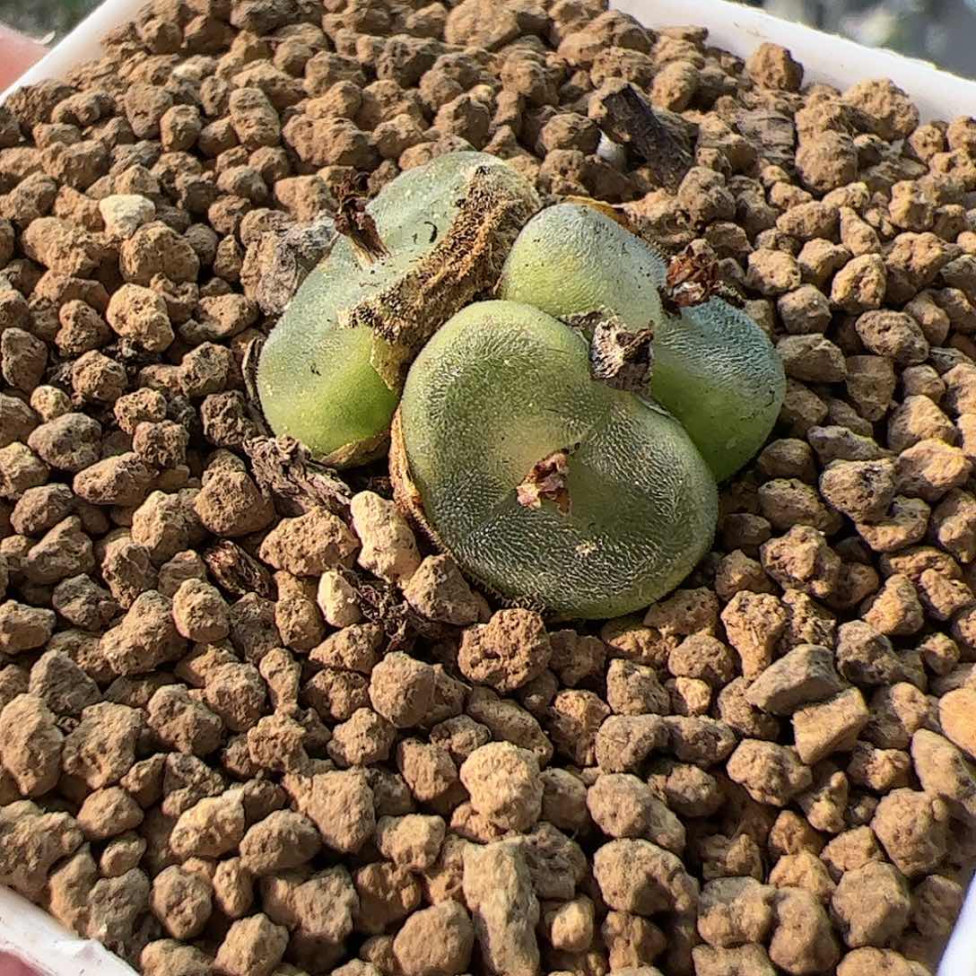 【闪购商品】228 水晶鞋