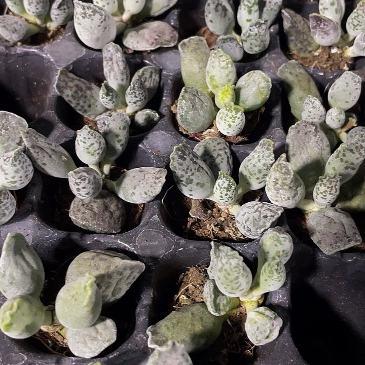 小海豹1.5带土发货